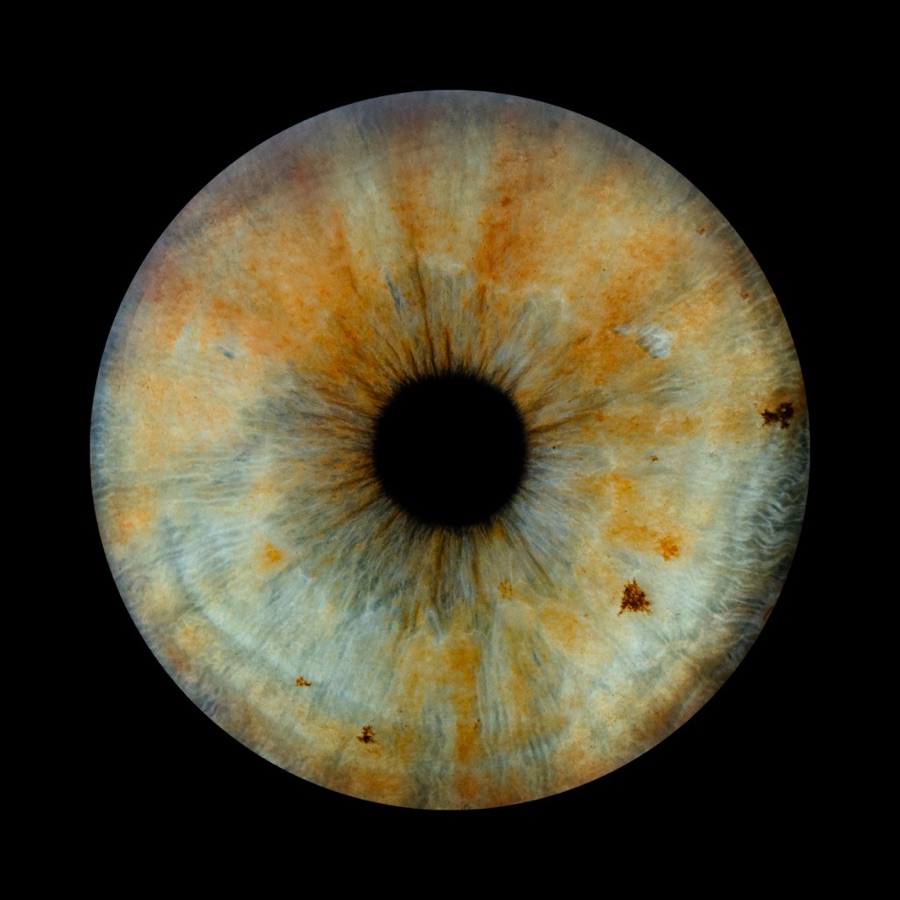 Close study of an eye — TesLabs about